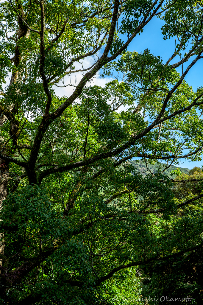 広寿山福聚寺29