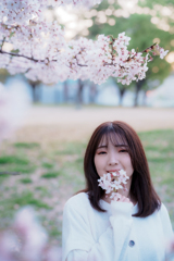 SAKURA　サクラ