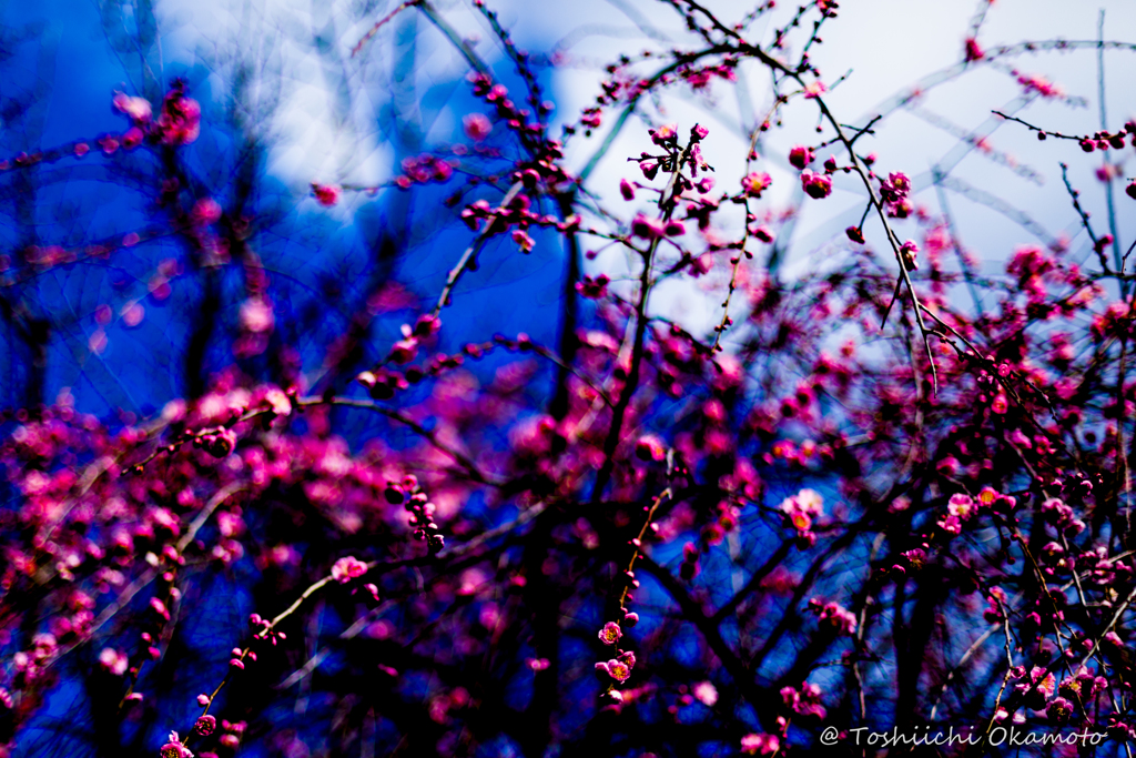 梅の花