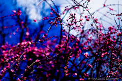 梅の花
