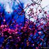 梅の花