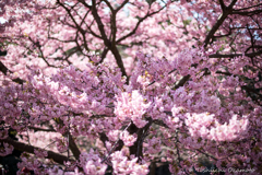 kawazu SAKURA