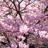 kawazu SAKURA