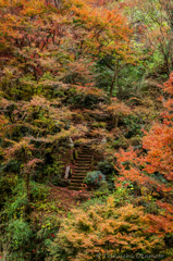 紅葉の参道