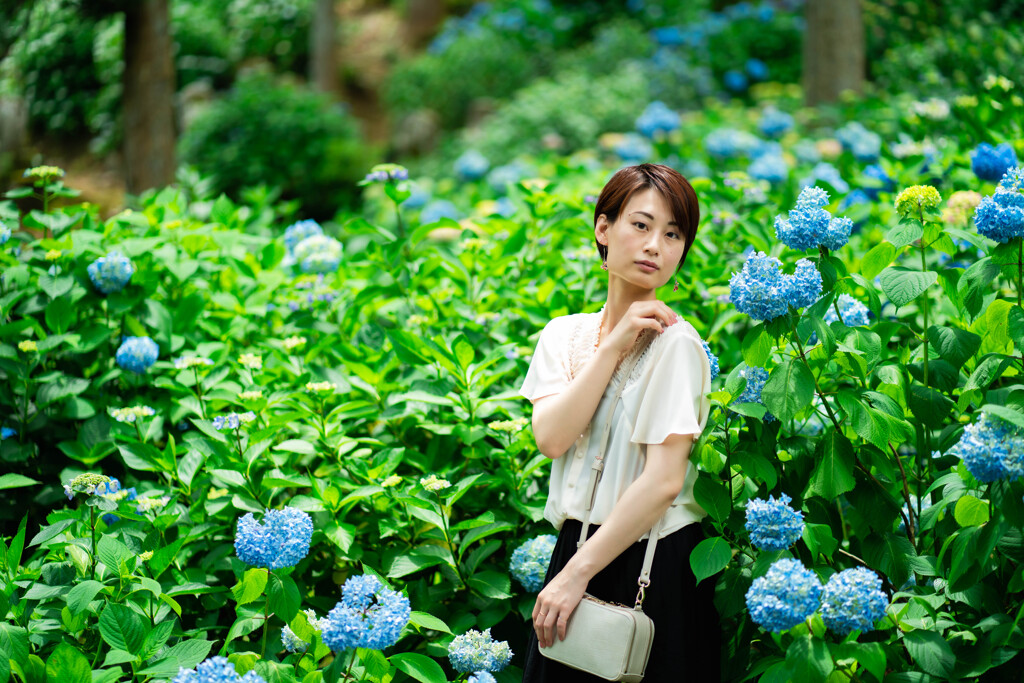 Chisato　あじさい寺