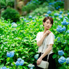 Chisato　あじさい寺
