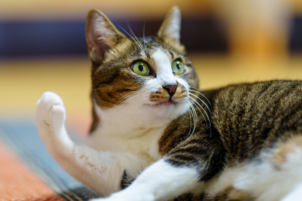 ニヤァ～　　マロン
