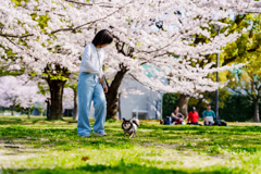 SAKURABIYORI 桜日和