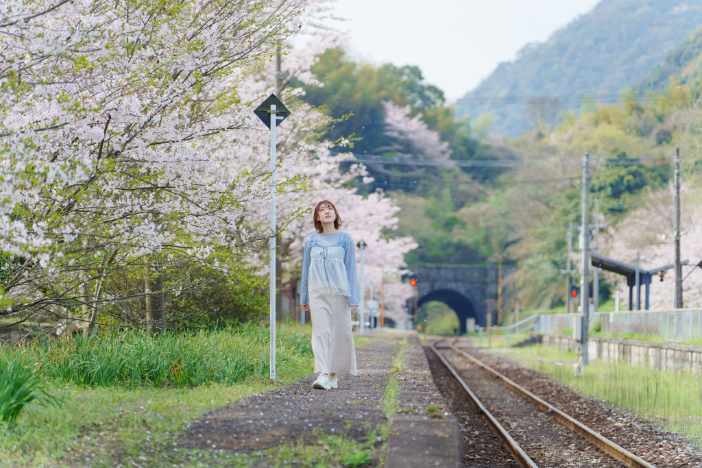 SATO 桜