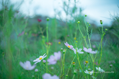 CosMos