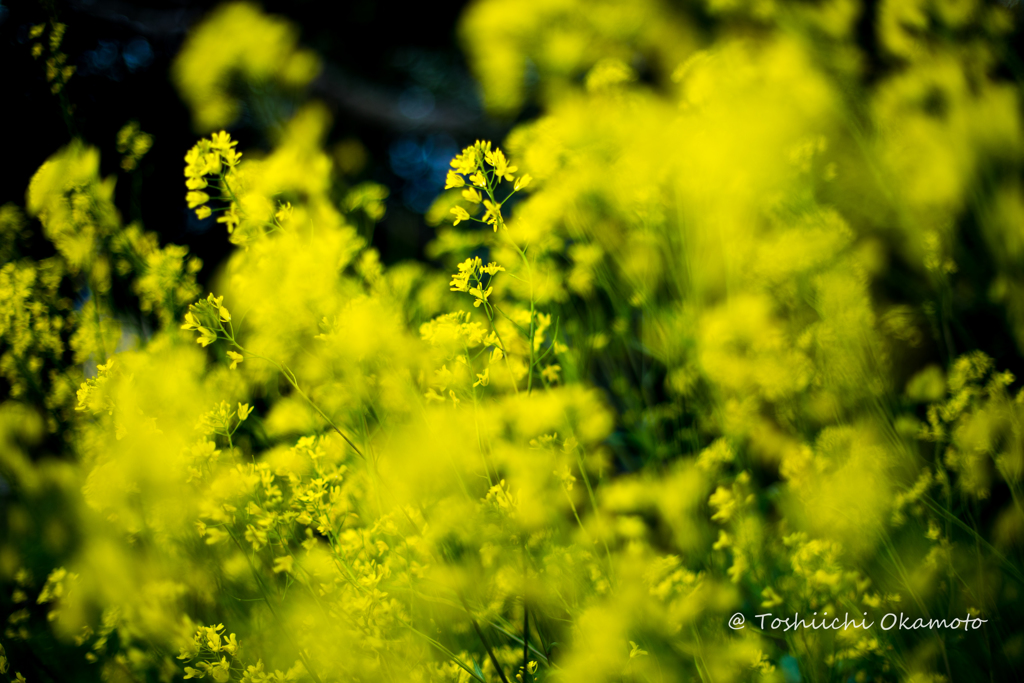 Yellow Flowers