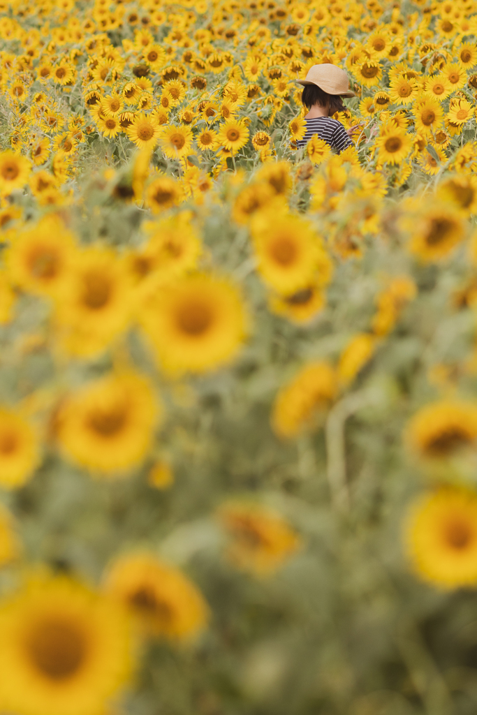 in the sunflower