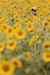 in the sunflower
