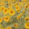 in the sunflower