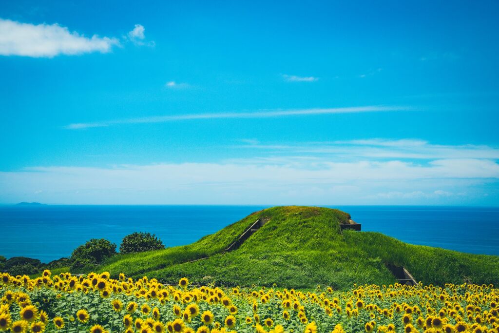 宗像大島　向日葵
