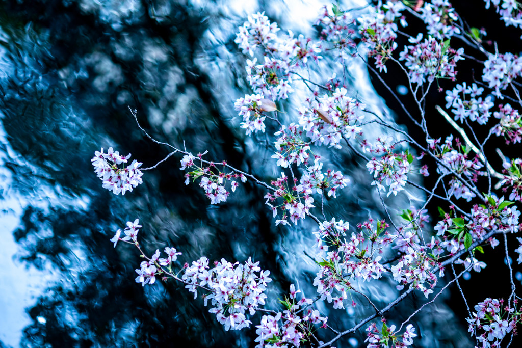 SAKURA