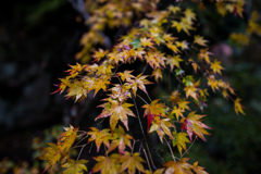 MOMIJI GYORAKUEN