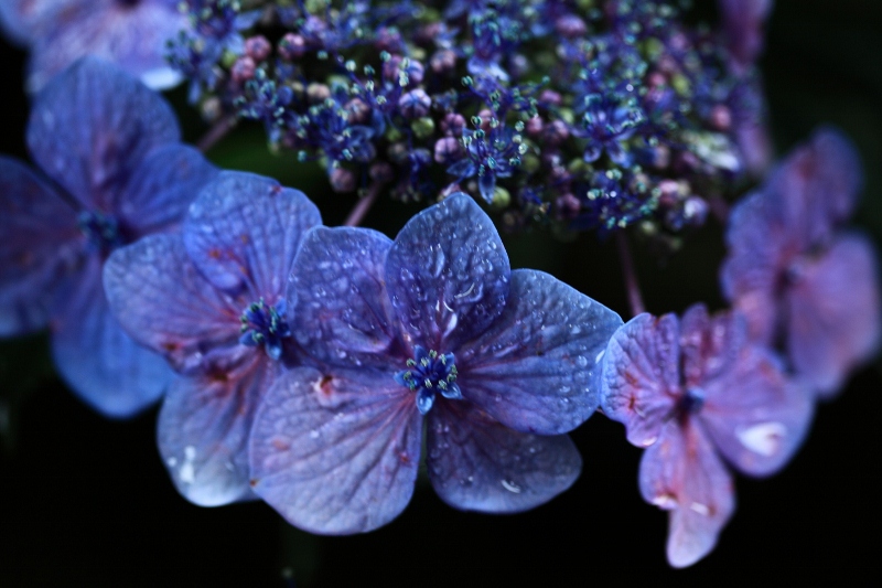 DPP_0093 (800x533)