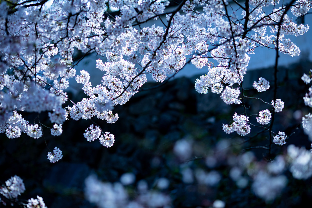 SAKURA