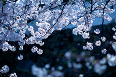 SAKURA