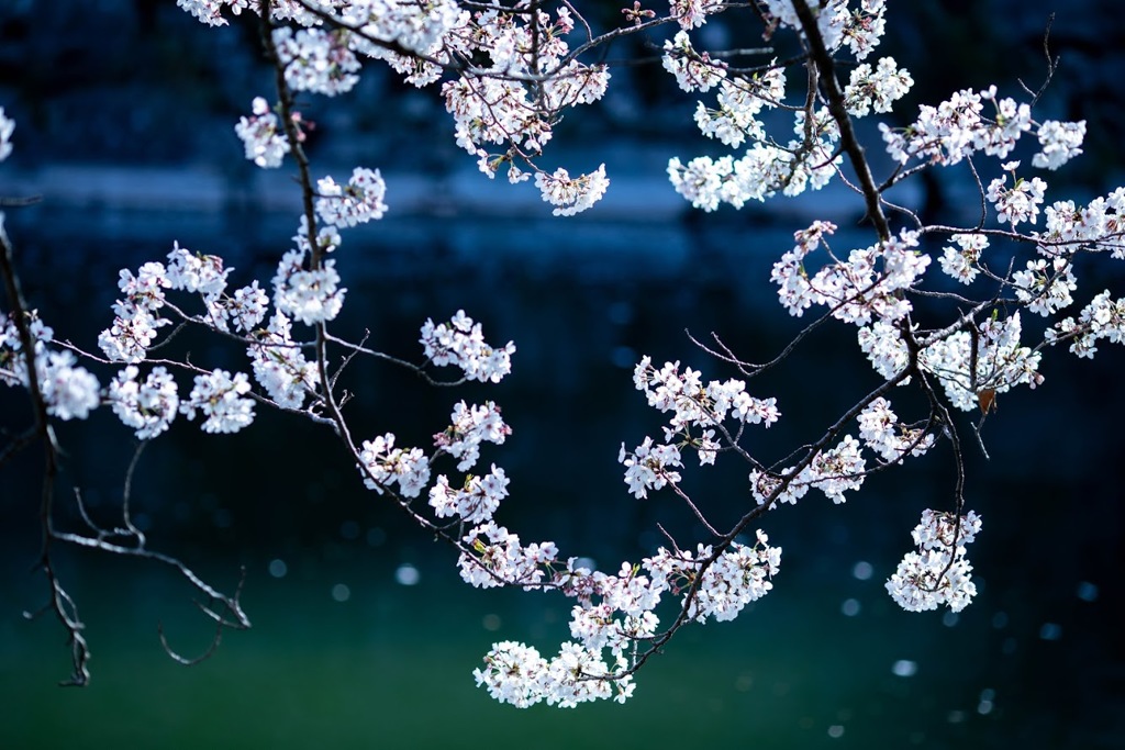 SAKURA love❤️