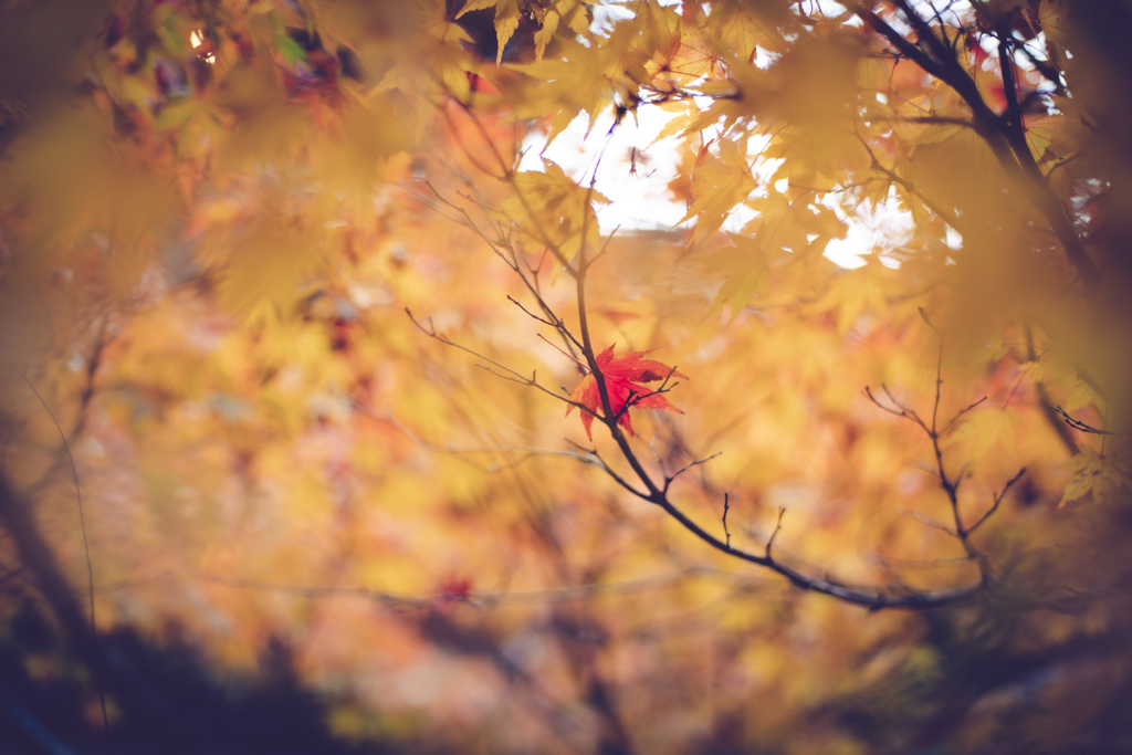 魚楽園　紅葉