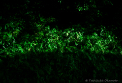 Green&Black　Grass