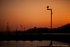 City Sunset
