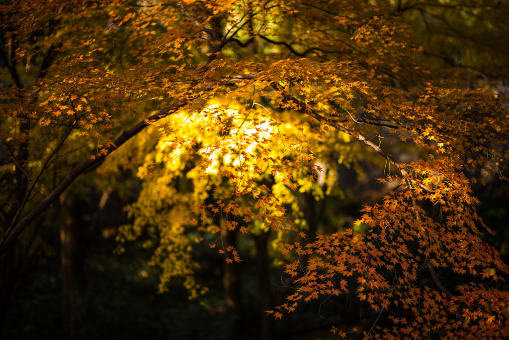 MOMIJI