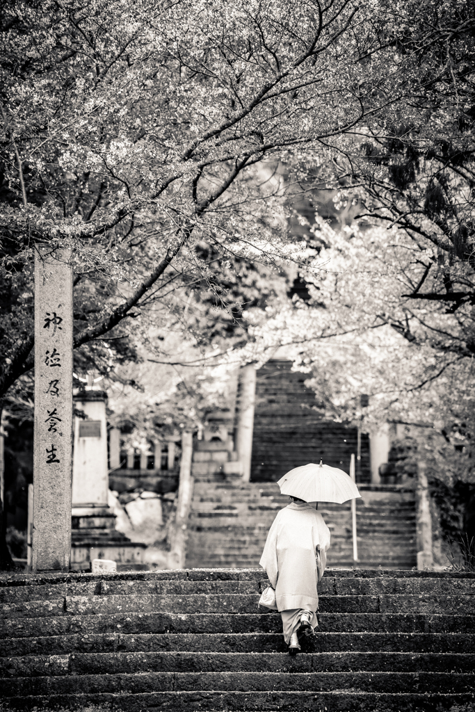 桜詣り