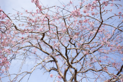 春ウララ。。。