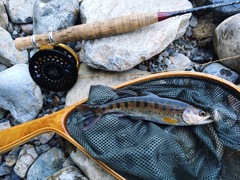 ｆｉｓｈ ｏｎ ‼︎