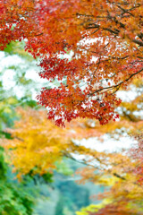 耶馬渓紅葉