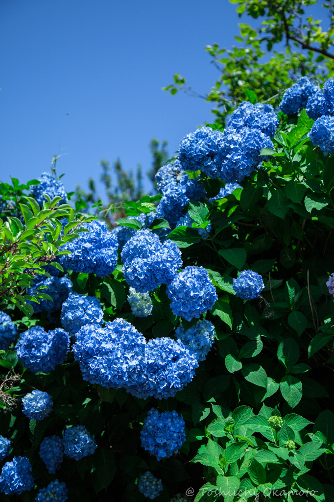 Blue BonBon