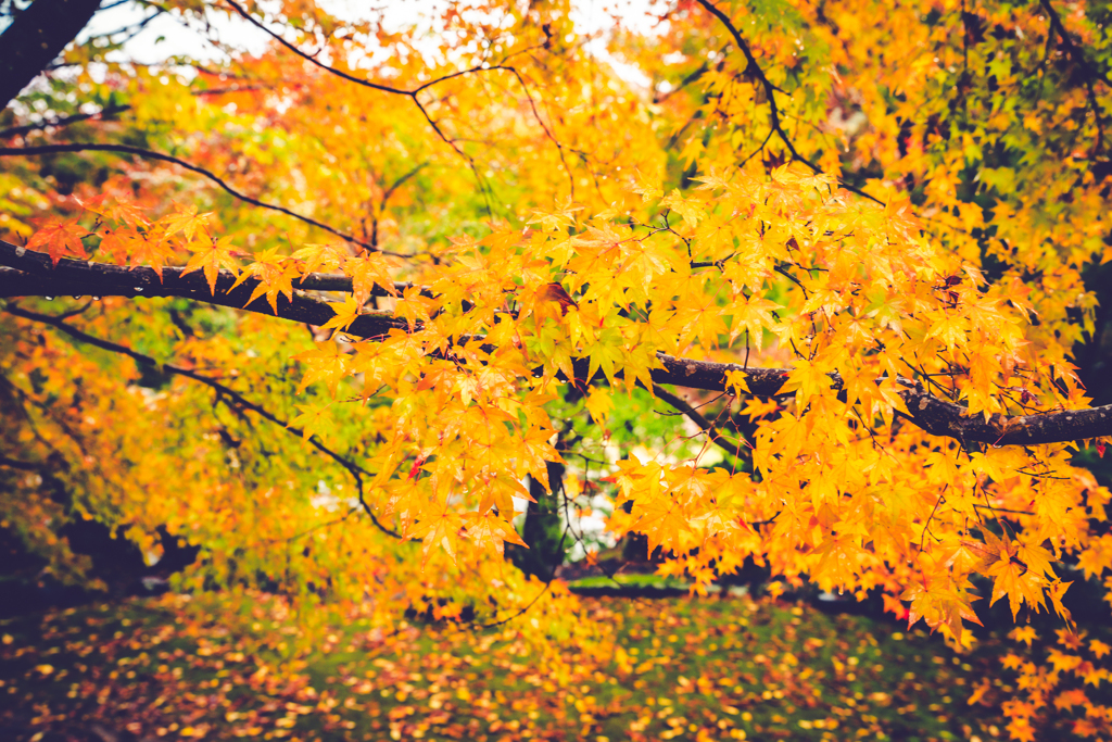 momiji