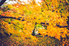 momiji