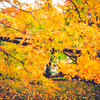 momiji