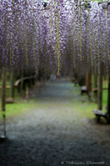 fujidananosita