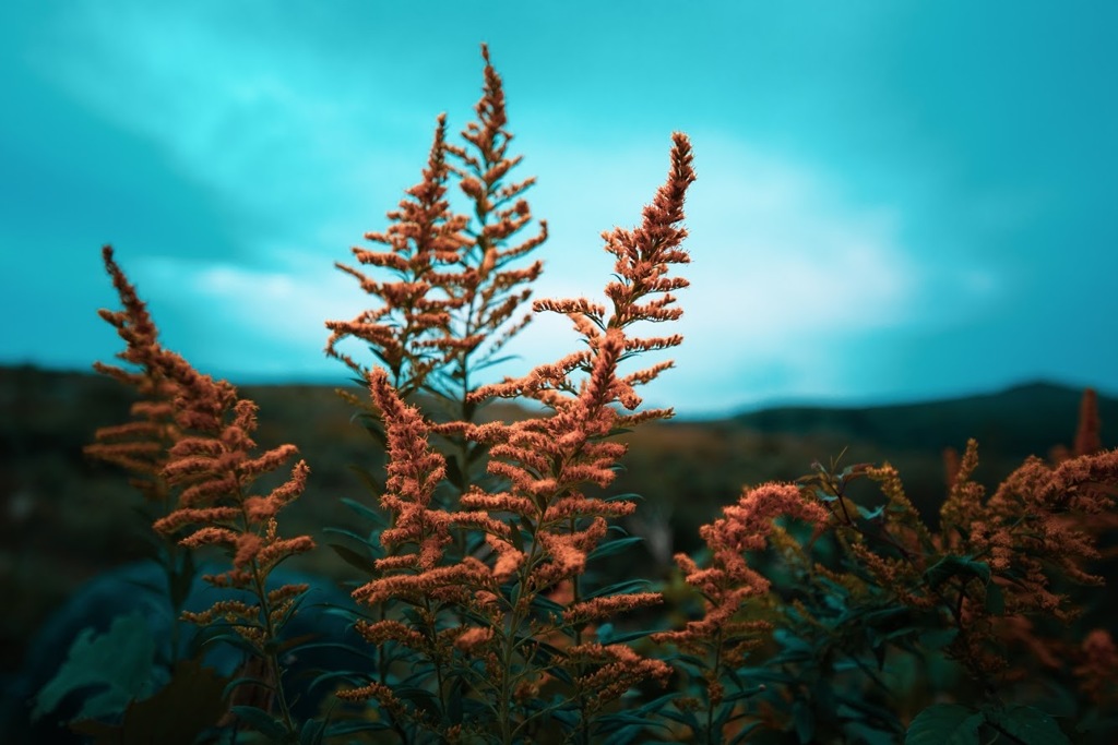 セイタカアワダチソウ