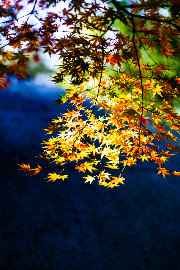 紅葉
