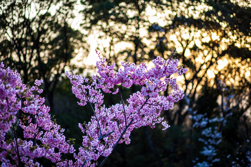 SAKURA
