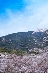 haruwoiwau