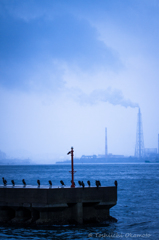 Seafowls on a rainy day