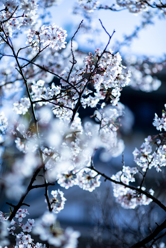 SAKURA