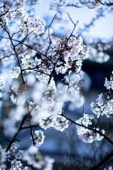 SAKURA