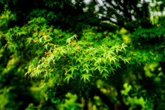 青紅葉