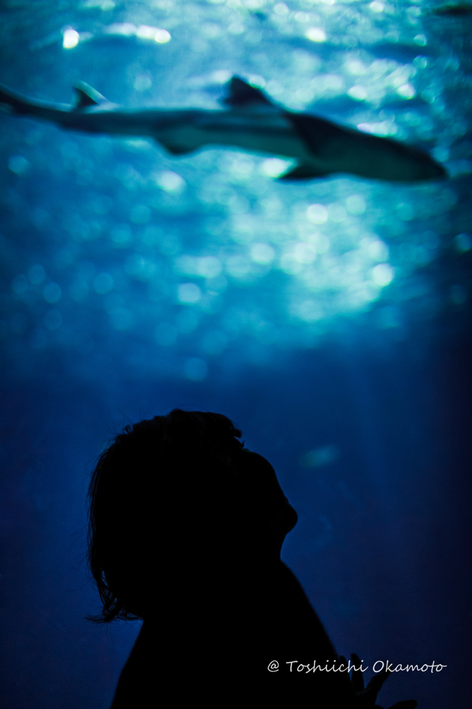 The Aquarium
