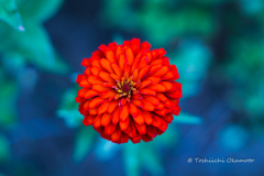 Orange Flower