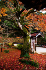 RED TREE