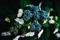 紫陽花